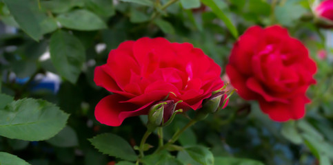 Rose red, close-up on a background of green leaves. Summer floral background, nature.