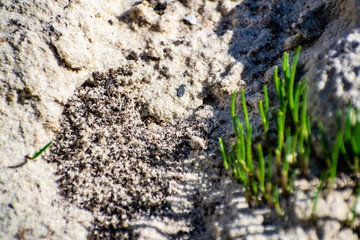 Small ants, swarming in the sand and green grass, summer and spring, in the heat. Labyrinth ant hill with workers