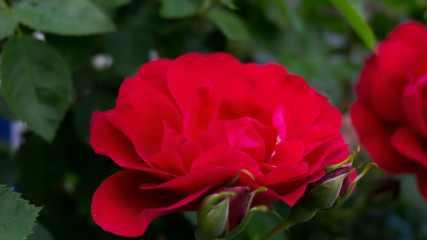 Rose red, close-up on a background of green leaves. Summer floral background, nature.