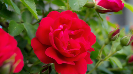 Rose red, close-up on a background of green leaves. Summer floral background, nature.