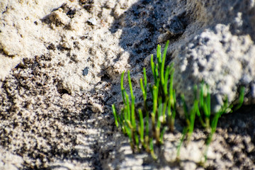 Small ants, swarming in the sand and green grass, summer and spring, in the heat. Labyrinth ant hill with workers