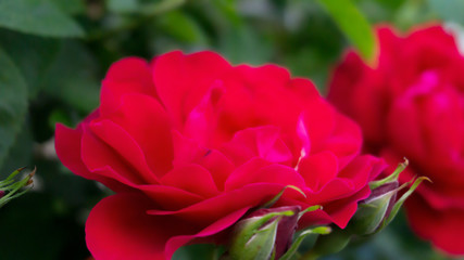 Rose red, close-up on a background of green leaves. Summer floral background, nature.