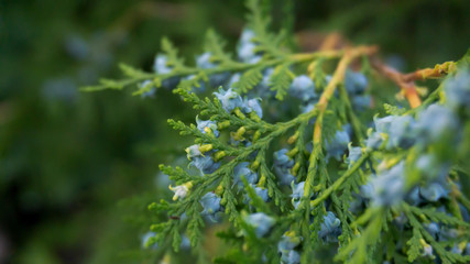 Green vegetative background, branch of coniferous wood cutting with fruits. Green bokeh