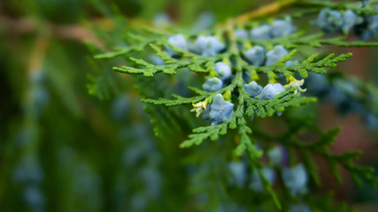 Green vegetative background, branch of coniferous wood cutting with fruits. Green bokeh