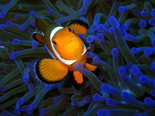 Closeup and macro shot of Western Clownfish or Anemonefish during leisure dive in Tunku Abdul...