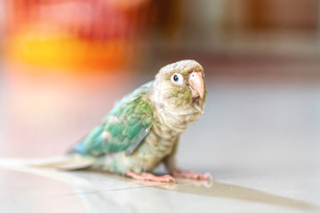 Green-cheeked parakeet or green-cheeked conure is cute pets.