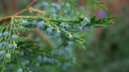 Green vegetative background, branch of coniferous wood cutting with fruits. Green bokeh