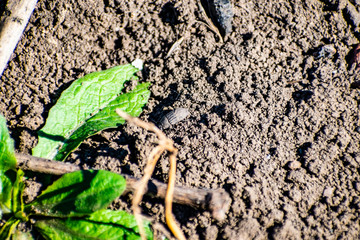 Dusty dry and black earth land with bugs and insects. Sunny day, summer, heat. Crawling small creatures and animals.