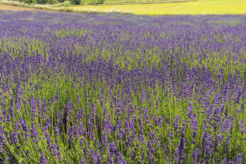 Fototapeta premium the blooming lavender flowers in Provence, near Sault, France