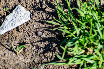 Dusty dry and black earth land with bugs and insects. Sunny day, summer, heat. Crawling small creatures and animals.