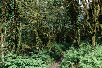 overgrown with moss trees in the forest in Georgia.A big tree root overgrown with moss at the wood.Old  trees in a park without leaves, branches overgrown with moss.old thick impassable forest