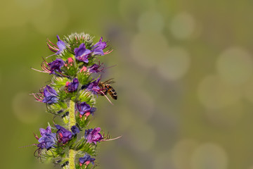 bee pollinating in a lavender field with a multicolor flower blooming background. Copy space