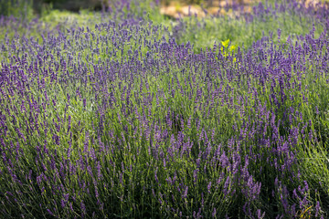 Obraz premium the blooming lavender flowers in Provence, near Sault, France