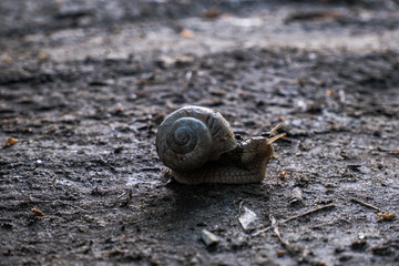 A snail in the forest