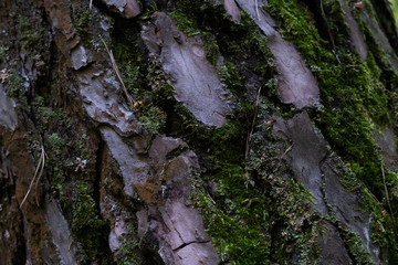 Pine bark with moss