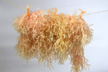 seaweed © antonihalim