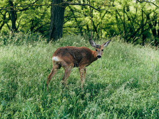 deer in the forest