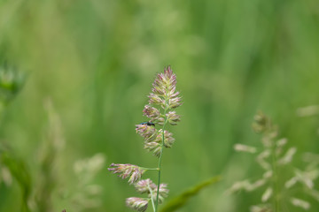 Cock's Foot Inflorescence in Springtime