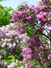 Es ist Frühling, im Garten blüht der Flieder
