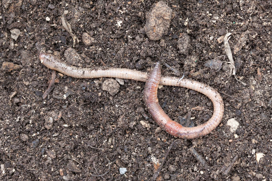Breeding earthworms in the garden. Macro