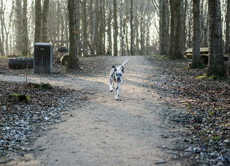 One young Dalmatian Dog running in the spring forrest