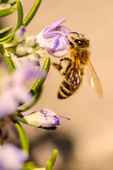 Bees, honey bee sucking nectar and polinating on Rosemary, Rosmarin Flower, Rosmarinus officinalis, with its beautiful lilac flowers and green needles