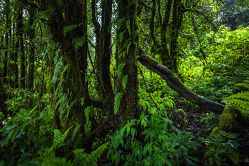 Tropical rain forest