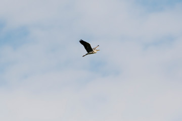 Graureiher Flugbild