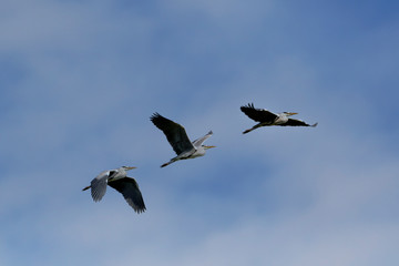 Graureiher Flugbild