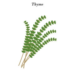 Thyme herb illustration