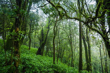 Tropical rain forest