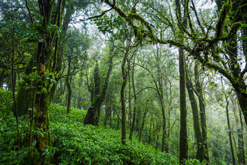 Fototapeta na wymiar Tropical rain forest