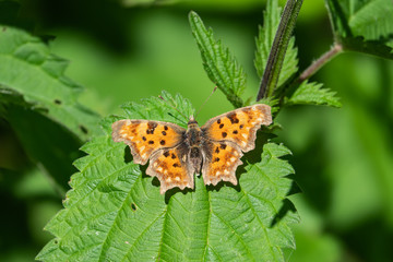 European Comma Butterfly on Leaf in Springtime