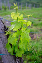 Vine branch with blossoms ine early spring in vineyard