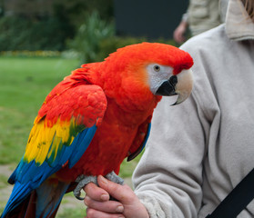 Close-up of the scarlet macaw, Ara macao, sitting on the hand