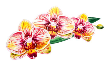 Tree beautiful orange orchid flowers. Watercolor painting. Exotic plant. Floral print. Botanical composition. Wedding and birthday. Greeting card. Flower painted background. Hand drawn illustration.