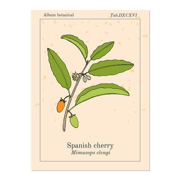 Spanish cherry Mimusops elengi , or medlar, bullet wood, Bakula, medicinal plant