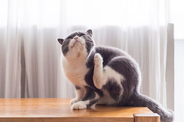 Cute british shorthair, indoor shot