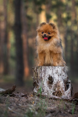Deutscher spitz in pine forest 
