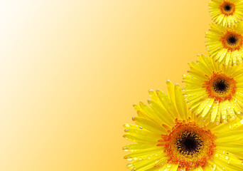 Fresh yellow gerbera flower on background