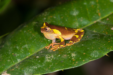 Shreve's Sarayacu Treefrog (Dendropsophus sarayacuensis) in Manu national park, Peru