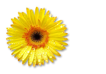 Fresh yellow gerbera flower on background