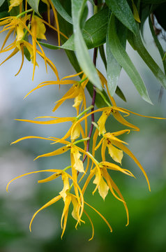 Brassia orchid in Kew Gardens, London, UK