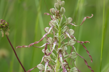 Lizard Orchid Flowers in Bloom in Springtime