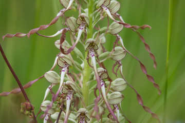 Lizard Orchid Flowers in Bloom in Springtime
