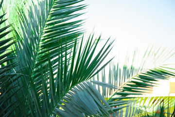 Palm leaf design
