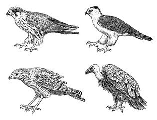Set of wild birds. Goshawk, Griffon vulture, Pallid harrier, Black kite and eagle. Hand drawn vector sketch in engraved graphic style.