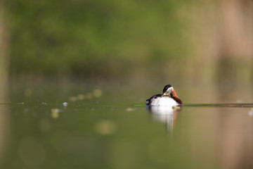 A adult red-necked grebe (Podiceps grisegena) swimming and preening its feathers in a city pond in the capital city of Berlin Germany.