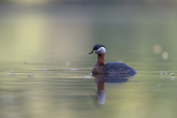 A adult red-necked grebe (Podiceps grisegena) swimming and foraging in a city pond in the capital city of Berlin Germany.