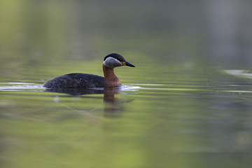 A adult red-necked grebe (Podiceps grisegena) swimming and foraging in a city pond in the capital city of Berlin Germany.